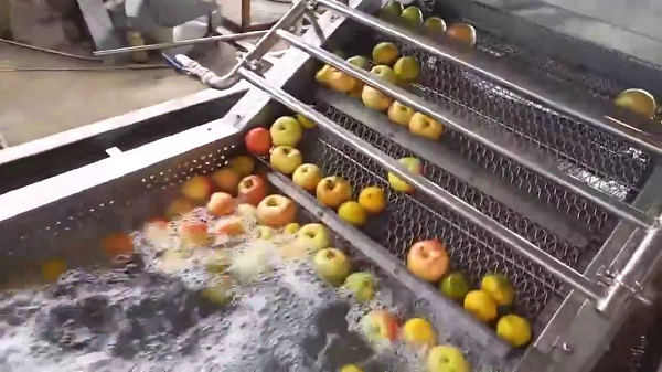 băng tải rửa trái cây